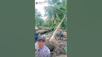 hết hồn với cách bứng gốc dừa độc đáo của người miền tây #shorts #videoviral