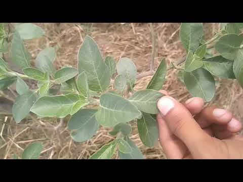 खुले क्षेत्र में मिली अश्वगंधा औषधि