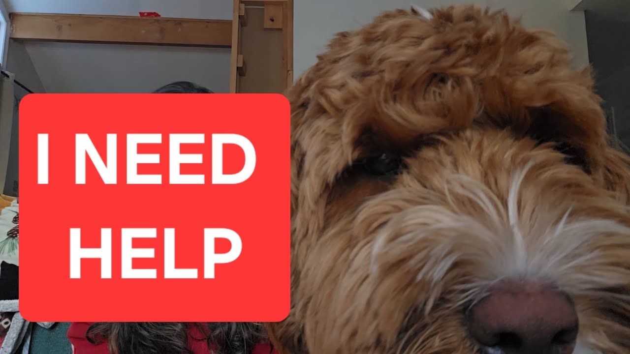 Reactive neighborhood dog - let's chat