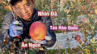 Thu Hoạch Táo Cùng Nông Dân Hàn Quốc | Sinh Vlog Cuộc Sống Hàn Quốc