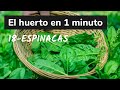 Como Plantar Espinacas Paso a Paso con ÉXITO 🥬Huerto Urbano en 1 Minuto