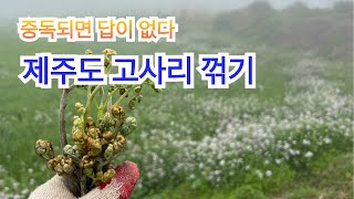 제주도 고사리 중독 걸린 와이프 / 2주 전 상황과는 어떻게 달라졌나? / 동문시장 회 가성비 좋아요