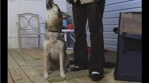 The Basics of Dog Training : Dog Training: Lure Sit