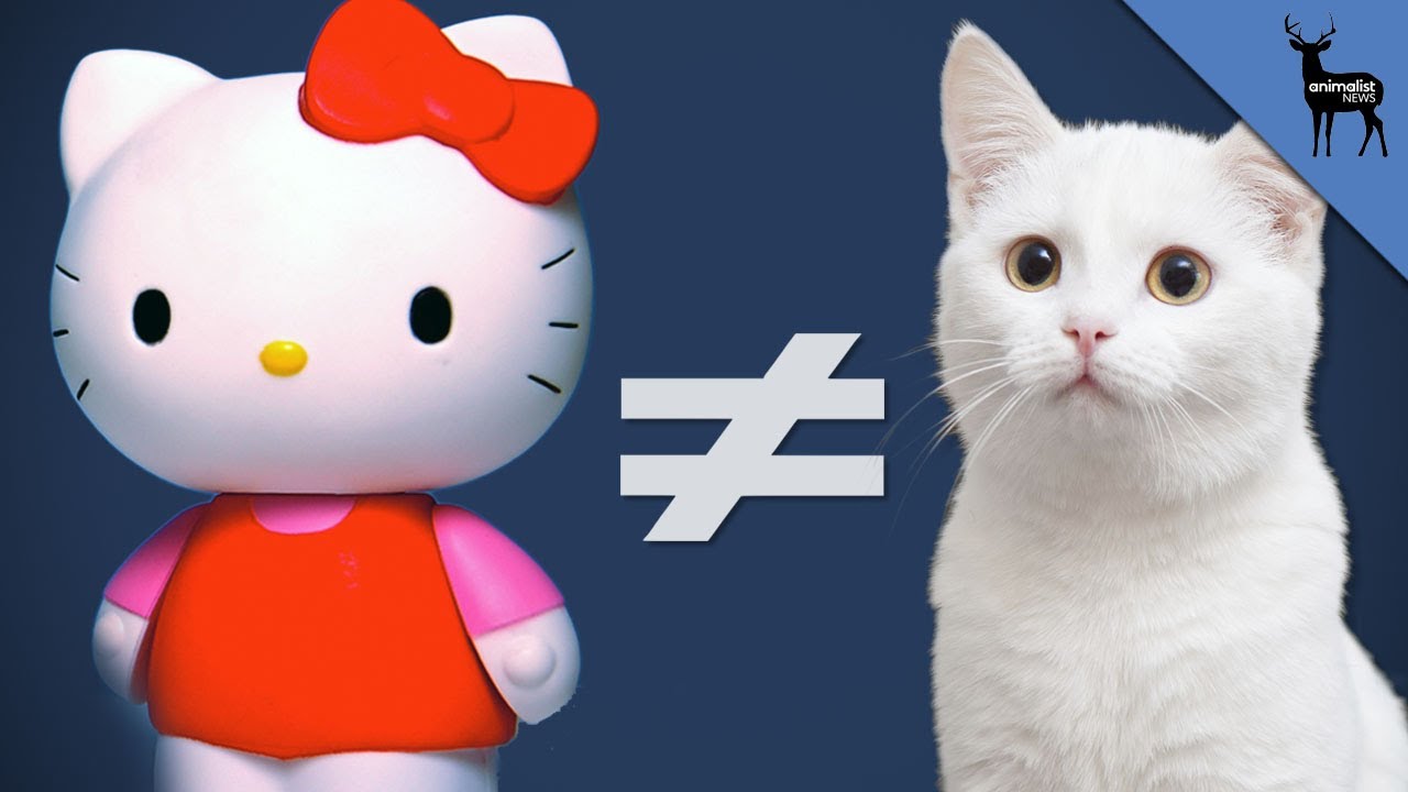 What?! You're Surprised Hello Kitty is Not a Cat?