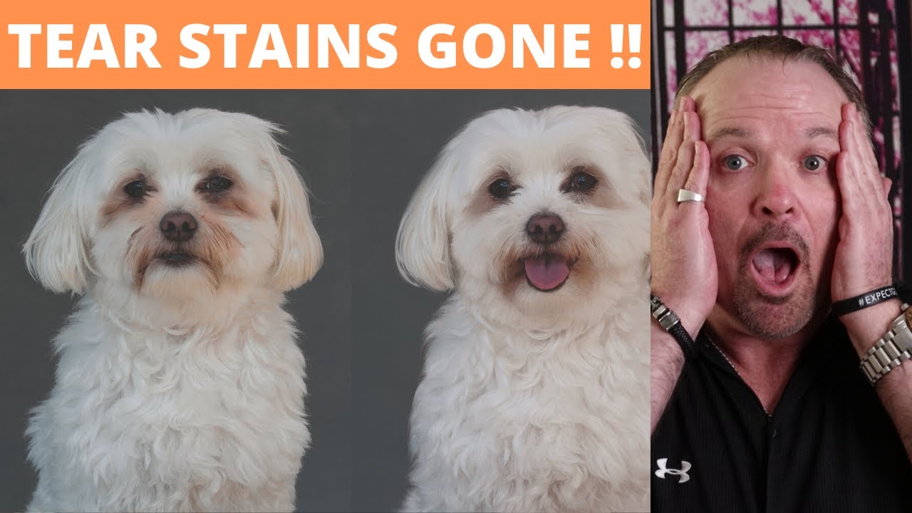 Best Way to Remove Tear Stains from Dogs YouTube