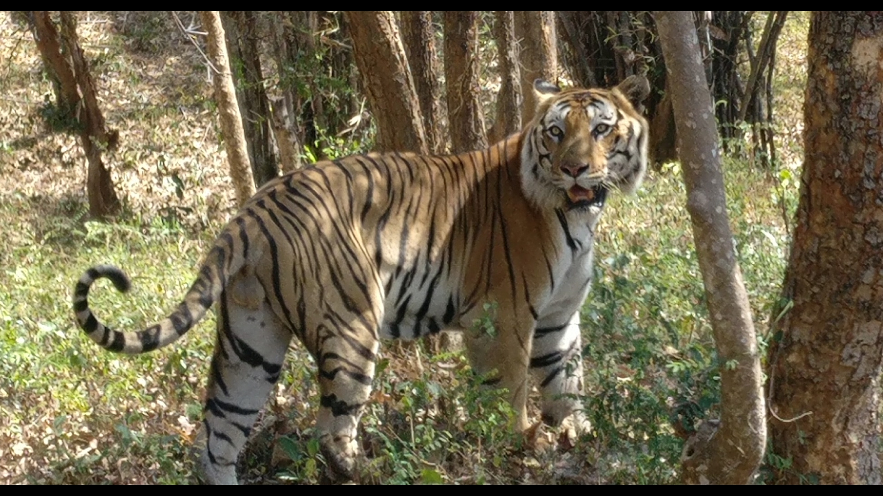 bannerghatta national park safari images