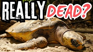 How To Tell If Your Turtle Is ACTUALLY Dead?