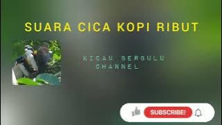 Suara burung cica kopi ribut untuk masteran dan pikat burung @kicauberbulu