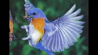 Video thumbnail of "Bluebird by Leon Russell"