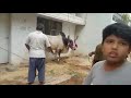 Dangerous cow qurbani 2018(1)