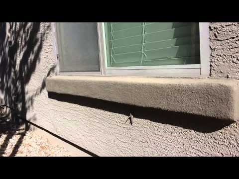 Stoned Guy Films Monster Grasshopper Get Eaten