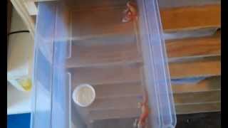 How to get baby Leopard geckos to eat meal worms.