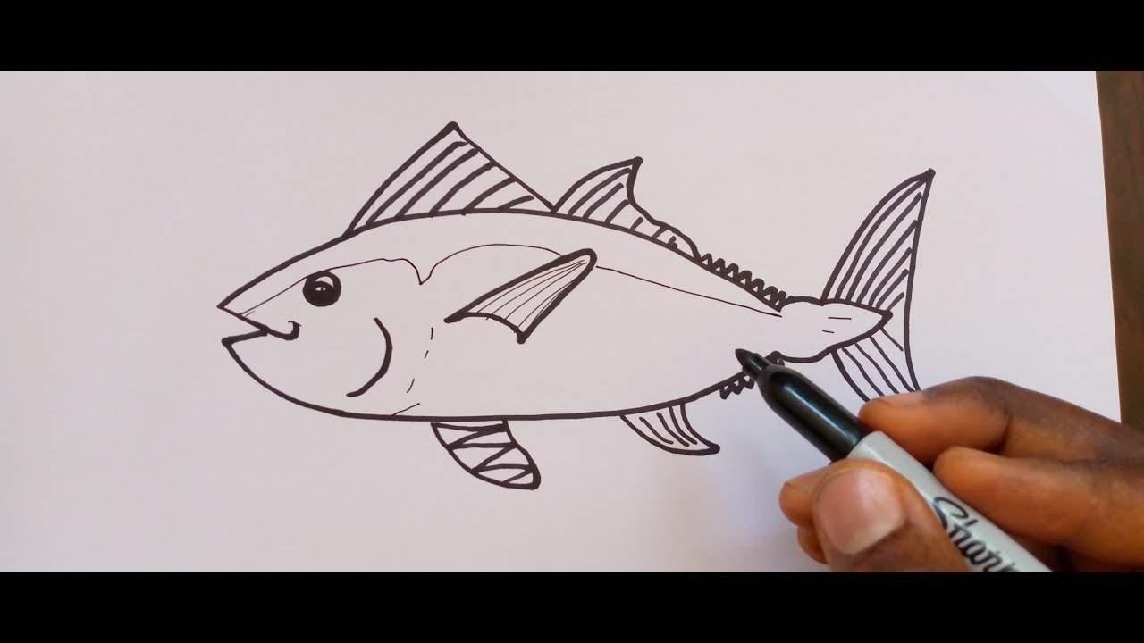 HOW TO DRAW A TUNA FISH YouTube