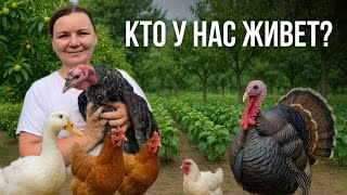 картинка: ПОМЕНЯЛИ ДЕТЕЙ НА КУРИЦ? | НАШИ ПИТОМЦЫ В ГРУЗИИ 2025