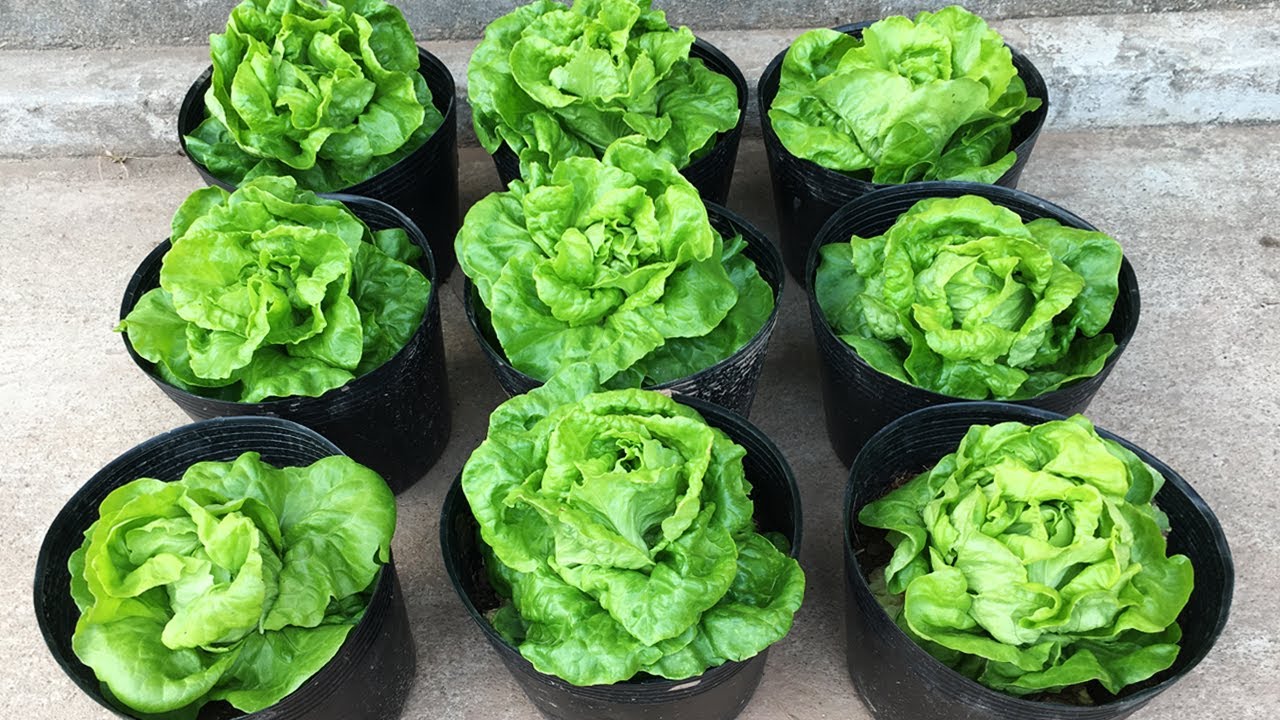How to grow lettuce in plastic pots at home | grow lettuce at home ...