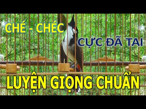 Video Chào mào hót | Chào mào hót đấu Luyện giọng chào mào... - youtube