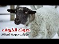 صوت الخروف مؤثرات صوتية مجانية للمونتاج بجودة عالية صوت الخروف مؤثرات صوتية مجانية للمونتاج بجودة عالية