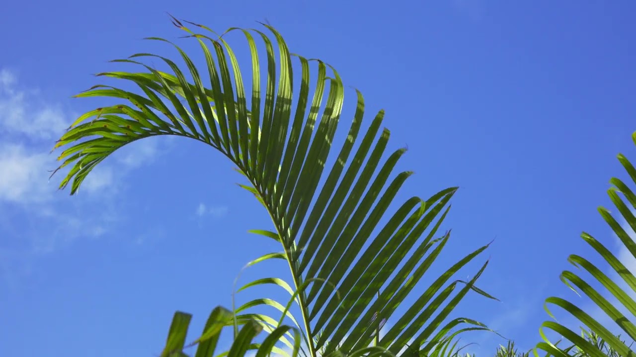 20260301高校卒業式の日