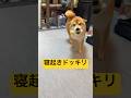 本当の寝起きドッキリ🤣#柴犬 #豆柴 #shibainu #犬 #犬のいる暮らし #shorts