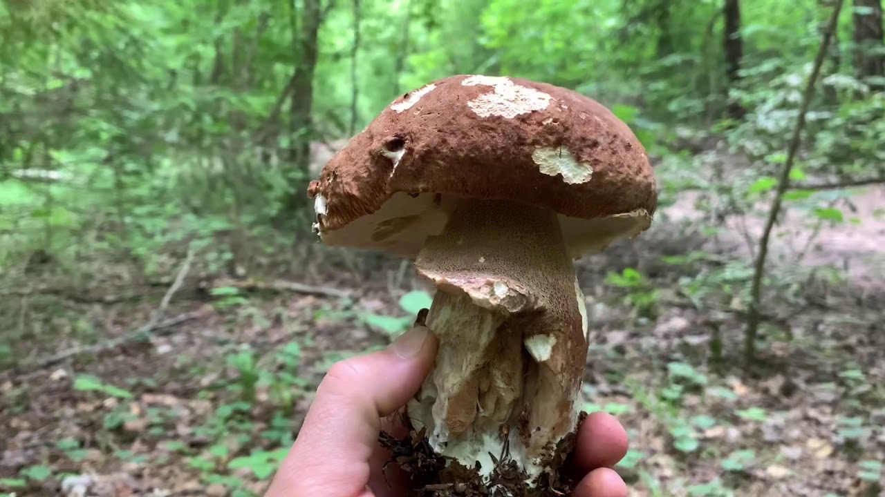 Грибной сезон 2020! По следам белых грибов. Грибы мутанты. Часть первая.