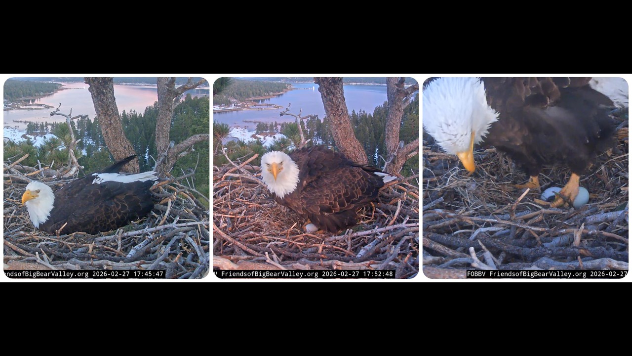 Jackie lays the second egg of her second clutch, congratulations 🥳🥚🥚 💕27.02.2026 @FOBBVCAM