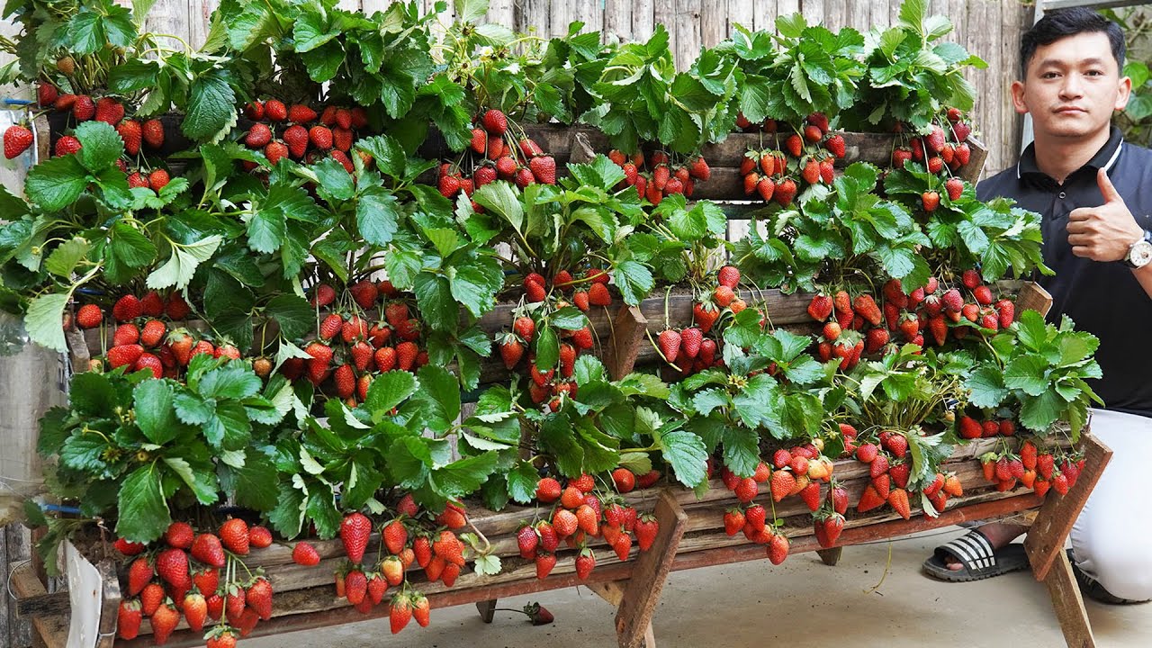 Growing Strawberries In A Vertical Garden Yields 5 Times Faster Harvest ...
