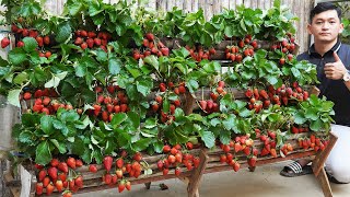 Growing Strawberries In A Vertical Garden Yields 5 Times Faster Harvest