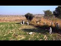 Khargosh ka shikar 2024  hare searching and hunting techniques p 2  hunting with greyhounds 2024