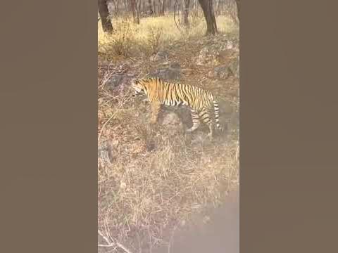 Big male leopard vs tigress - YouTube