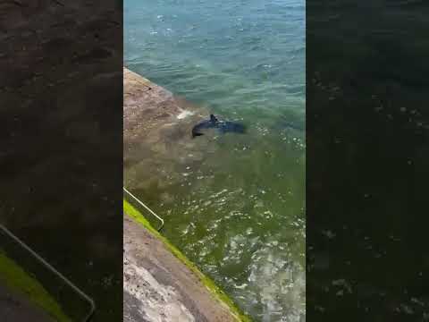 Una especie de tibur&oacute;n aparece en el entorno del puerto de Santo&ntilde;a