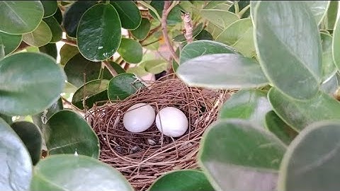 Sarang perkutut dengan telurnya di pohon aviary | aviary perkutut lokal