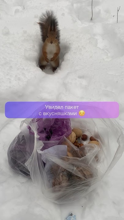 УВИДЕЛ ПАКЕТ С ВКУСНЯШКАМИ!СТАНЦЕВАЛ НА РАДОСТЯХ!БЕЛКА ХВОСТИК #shorts ...