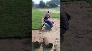 Manually Korean carpet Lawn Grass Harvesting in Delhi #lawnharvest #LawnGrass #TerfIndia #lawnindia