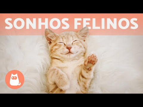 Vídeo: Porque O Gato Esta Sonhando