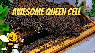 Hive #1 has a beautiful queen cell,  May 10th