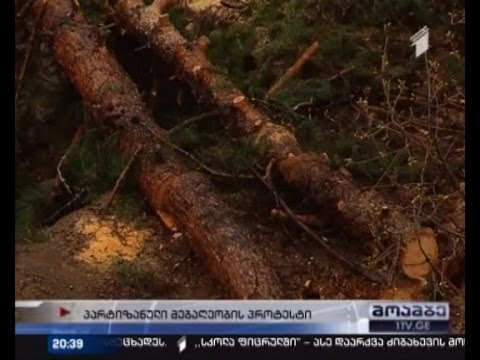 \"პარტიზანული მებაღეობის\" საპროტესტო აქცია საბურთალოზე