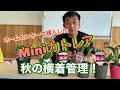 ホームセンターで購入したMINIカトレア、秋の横着管理！