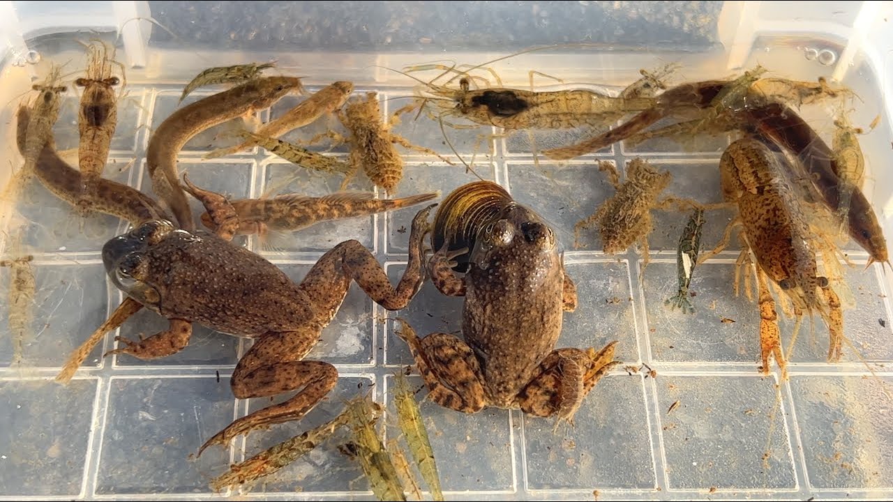 Collecting creatures in winter rivers in Japan. Frog, crayfish