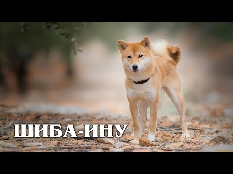Сиба-Ину: Национальное Достояние Японии | Интересные факты про сиба-ину