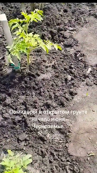 #помидоры растут#, - YouTube