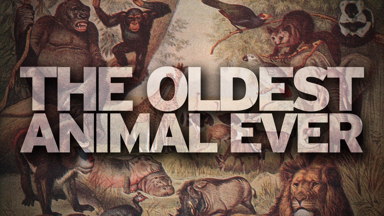 sourcefed whitney NEW RECORD for OLDEST ANIMAL EVER!!