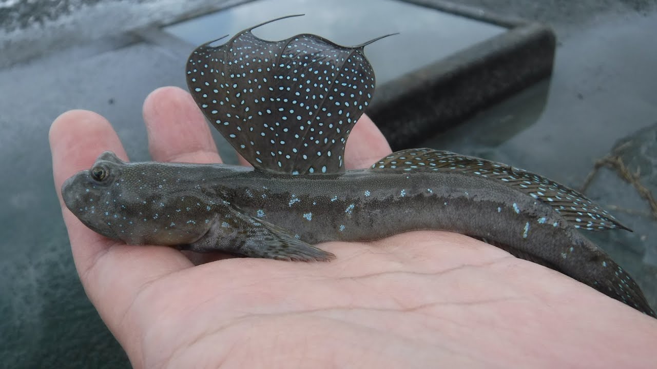 干潟で伝統漁法であるムツゴロウの引っ掛け釣りして刺身で食べてみた すっぽんの釣りブログ