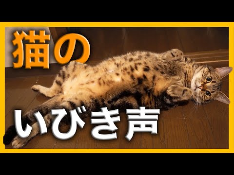 【ASMR】猫のイビキ声