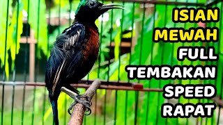 KOLIBRI NINJA GACOR Tembakan Mewah!! Cukup 3 MENIT SAJA Kolibri KONIN BAKAL NYAUT dan ikut GACOR!