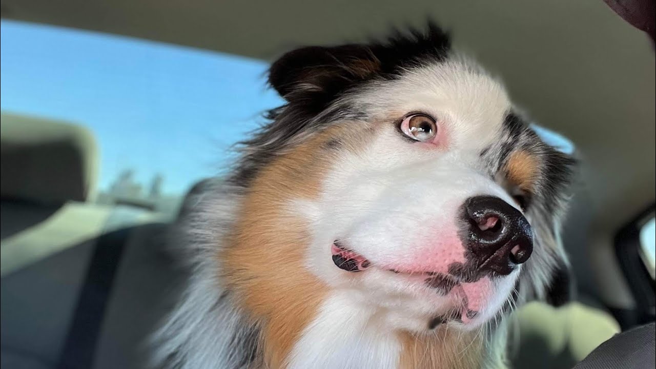 🐶Off leash Dog Training / Onleash & Obedience Training 🐶 YouTube