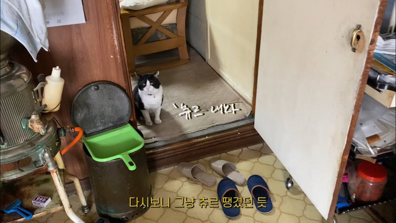 츄르 맛을 알아버린 삿포로 시골 고양이
