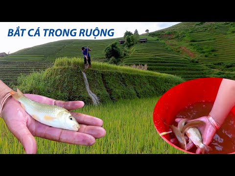 Video ĐỘC ĐÁO: Cách nuôi cá trên ruộng bậc thang ở Mù Cang... - youtube