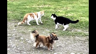 Cats & Dogs at play. Java plays with Magpie but stops to confront Mustard by Zwartbles Ireland Suzanna Crampton 1,015 views 1 month ago 5 minutes, 2 seconds