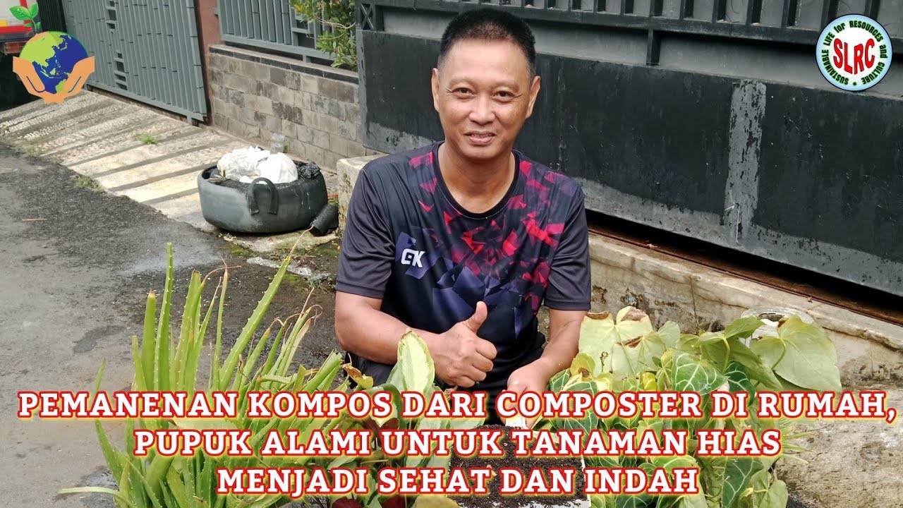 PEMANENAN KOMPOS DARI COMPOSTER DI RUMAH, PUPUK ALAMI UNTUK TANAMAN HIAS MENJADI SEHAT DAN INDAH