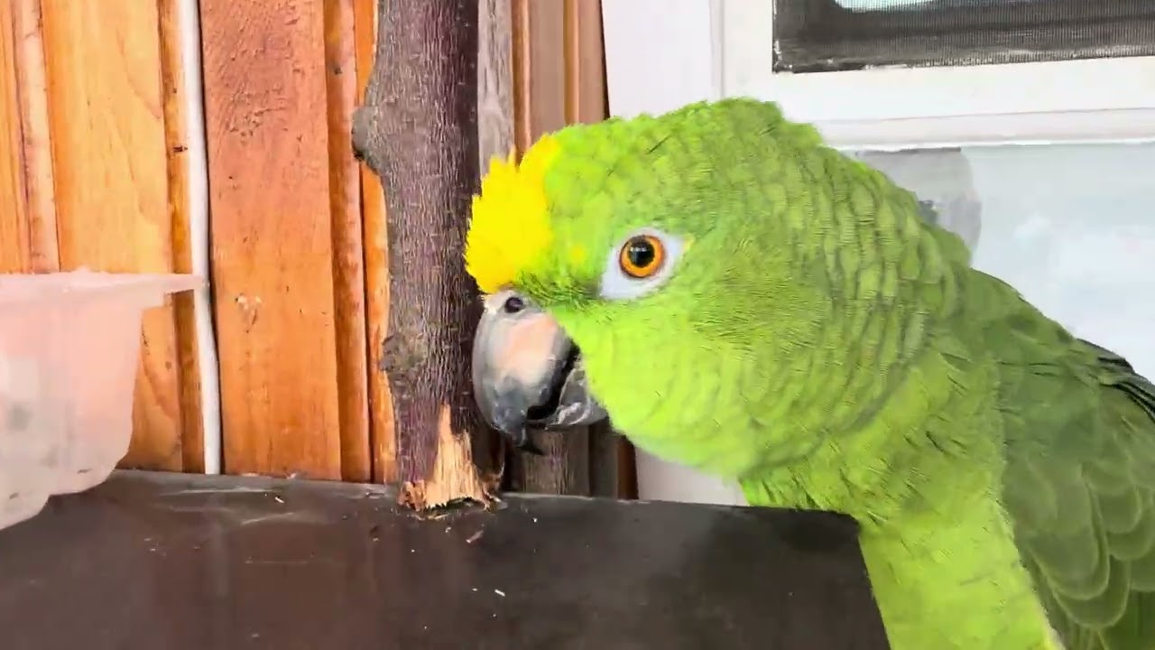 Амазон гуляем по квартире